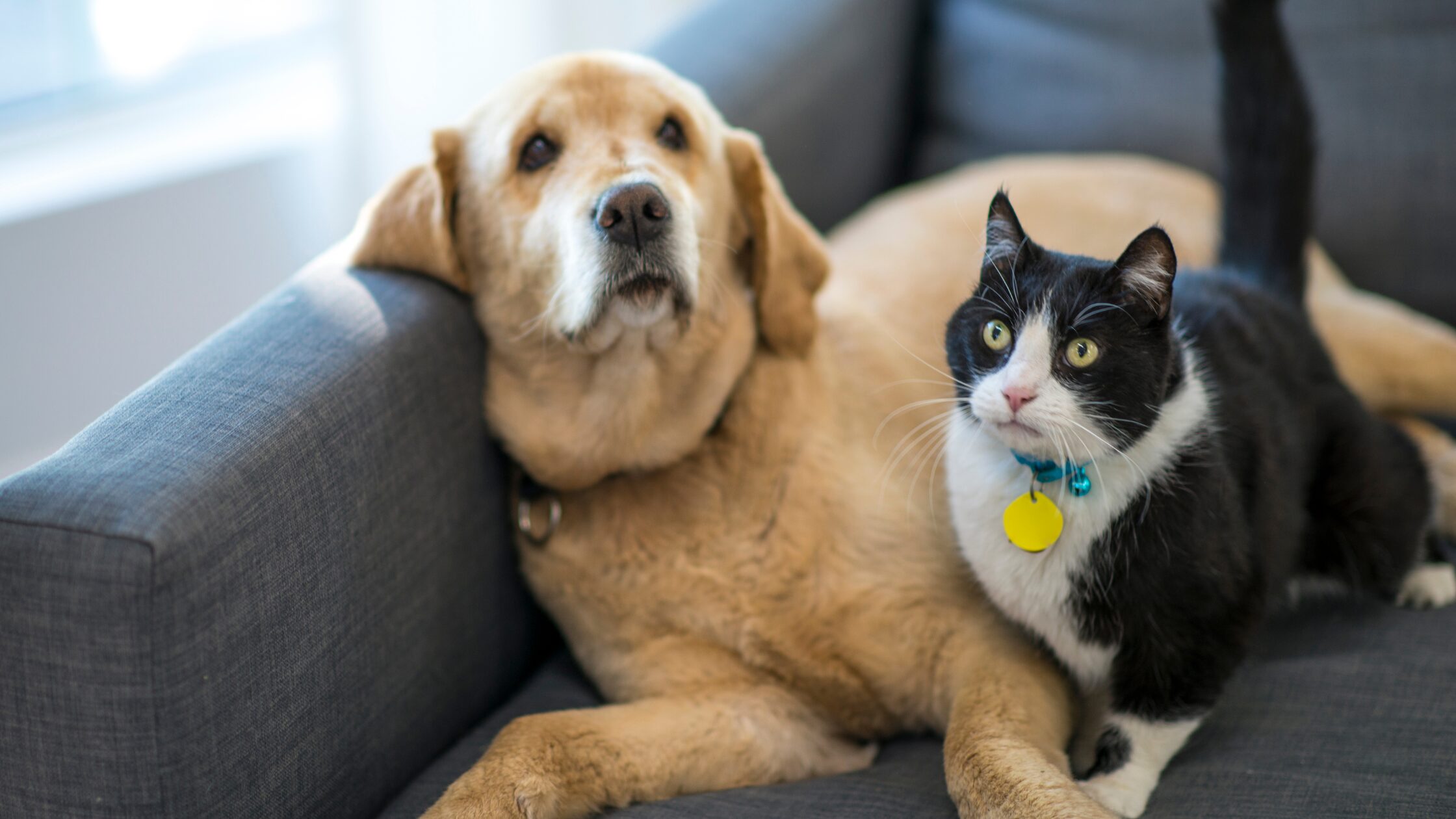 Pets 2