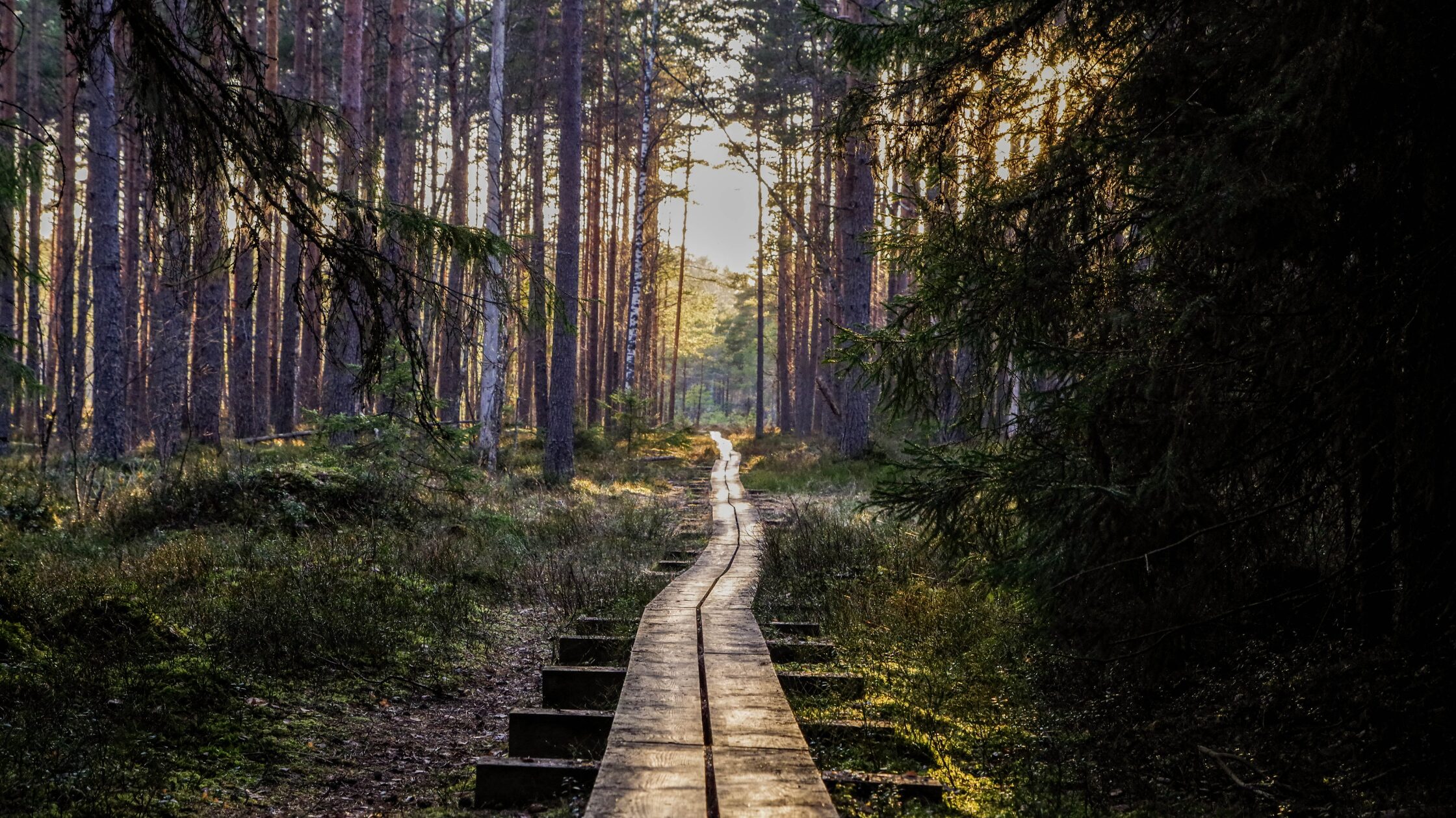 A Journey to Wellness: Envisioning a Healthier You